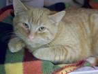 Billy, Domestic Shorthair For Adoption In Westville, Indiana