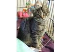 Georgie, Domestic Shorthair For Adoption In Westville, Indiana