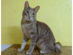 Corky, Domestic Shorthair For Adoption In Westville, Indiana