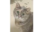 Bella, Domestic Shorthair For Adoption In Westville, Indiana