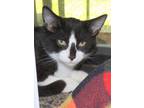 Elwood, Domestic Shorthair For Adoption In Westville, Indiana