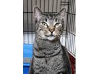 Buddy, Domestic Shorthair For Adoption In Westville, Indiana