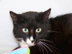 Boots, Domestic Shorthair For Adoption In Westville, Indiana