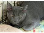 Marty, Domestic Shorthair For Adoption In Westville, Indiana