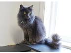 Dusty, Domestic Longhair For Adoption In Westville, Indiana