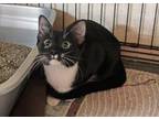 Edie, Domestic Shorthair For Adoption In Westville, Indiana