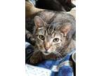 Phil, Domestic Shorthair For Adoption In Westville, Indiana