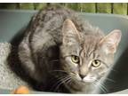 Bianca, Domestic Shorthair For Adoption In Westville, Indiana