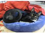 Tilly, Domestic Shorthair For Adoption In Westville, Indiana