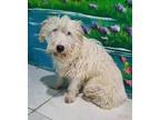 Blanco (mid-east), Ns, Terrier (unknown Type, Medium) For Adoption In Langley