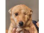 Bamzi (mid-east) Yo, Spitz (unknown Type, Small) For Adoption In Langley