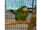Timmy, Budgie For Adoption In Victoria, British Columbia