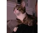 April, Domestic Shorthair For Adoption In Justin, Texas