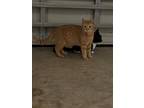 Adopt Ares a Orange or Red Domestic Shorthair / Mixed (short coat) cat in