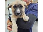 Adopt Sue a Mixed Breed (Medium) / Mixed dog in Rancho Santa Fe, CA (41496066)