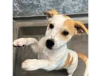 Adopt Cairo a Mixed Breed (Medium) / Mixed dog in Rancho Santa Fe, CA (41534656)