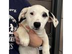 Adopt Cameron a Mixed Breed (Medium) / Mixed dog in Rancho Santa Fe
