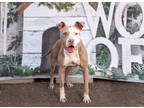 Ella, American Staffordshire Terrier For Adoption In Justin, Texas