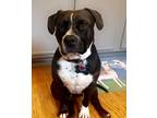Mistletoe, American Pit Bull Terrier For Adoption In Justin, Texas