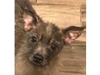 Slim Shady, Glen Of Imaal Terrier For Adoption In Tucson, Arizona