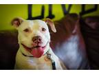Angel, American Pit Bull Terrier For Adoption In Justin, Texas