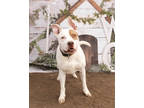 Han Solo, American Pit Bull Terrier For Adoption In Justin, Texas