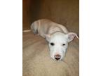 Angel, American Pit Bull Terrier For Adoption In Tucson, Arizona