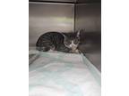 Adopt Phoenix a Gray, Blue or Silver Tabby Domestic Shorthair (short coat) cat