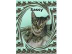 Sassy, Domestic Shorthair For Adoption In West Palm Beach, Florida