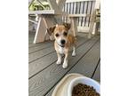 Wumbo, Terrier (unknown Type, Medium) For Adoption In Derwood, Maryland