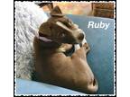 Ruby, American Pit Bull Terrier For Adoption In Amarillo, Texas