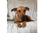 Sheba, Terrier (unknown Type, Medium) For Adoption In Lafayette, Louisiana