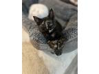 Adopt Paprika a Tortoiseshell Domestic Shorthair / Mixed (short coat) cat in