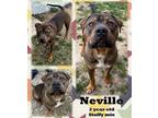 Adopt NEVILLE - JCAC a Mixed Breed (Medium) / Mixed dog in Morgantown
