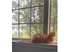 Adopt Leo a Orange or Red Tabby Tabby / Mixed (short coat) cat in Lanham