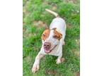 Lucas, American Pit Bull Terrier For Adoption In Walterboro, South Carolina