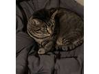 Adopt Bella a Gray or Blue (Mostly) Domestic Shorthair / Mixed (short coat) cat
