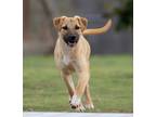 Adopt Jodie a Black Mouth Cur / Mixed Breed (Medium) / Mixed dog in Tool