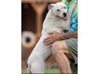 Adopt Sierra a Boxer / Mixed Breed (Medium) / Mixed dog in Tool, TX (41534620)