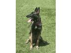 Adopt Sadie a Black - with Tan, Yellow or Fawn German Shepherd Dog / Mixed dog