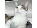 Adopt STEPHANIE a White (Mostly) Domestic Shorthair (short coat) cat in Royal