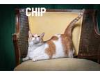 Adopt Chip a Orange or Red Domestic Shorthair / Mixed Breed (Medium) / Mixed