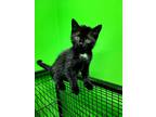 Adopt Eclipse a Black (Mostly) Domestic Shorthair (short coat) cat in Barnwell