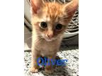 Adopt Oliver a Domestic Shorthair / Mixed (short coat) cat in St.