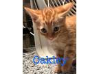 Adopt Oakley a Domestic Shorthair / Mixed (short coat) cat in St.