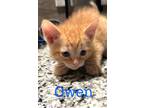 Adopt Owen a Domestic Shorthair / Mixed (short coat) cat in St.
