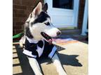 Adopt Christmas a Black - with White Husky / Mixed dog in Chicago, IL (41534611)