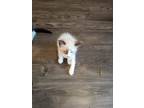 Adopt Blanco a White (Mostly) Domestic Mediumhair / Mixed (short coat) cat in