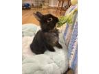Fluffy, Satin For Adoption In Montreal, Quebec