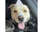 Adopt Koa a Tan/Yellow/Fawn - with White German Shepherd Dog / Mixed dog in
